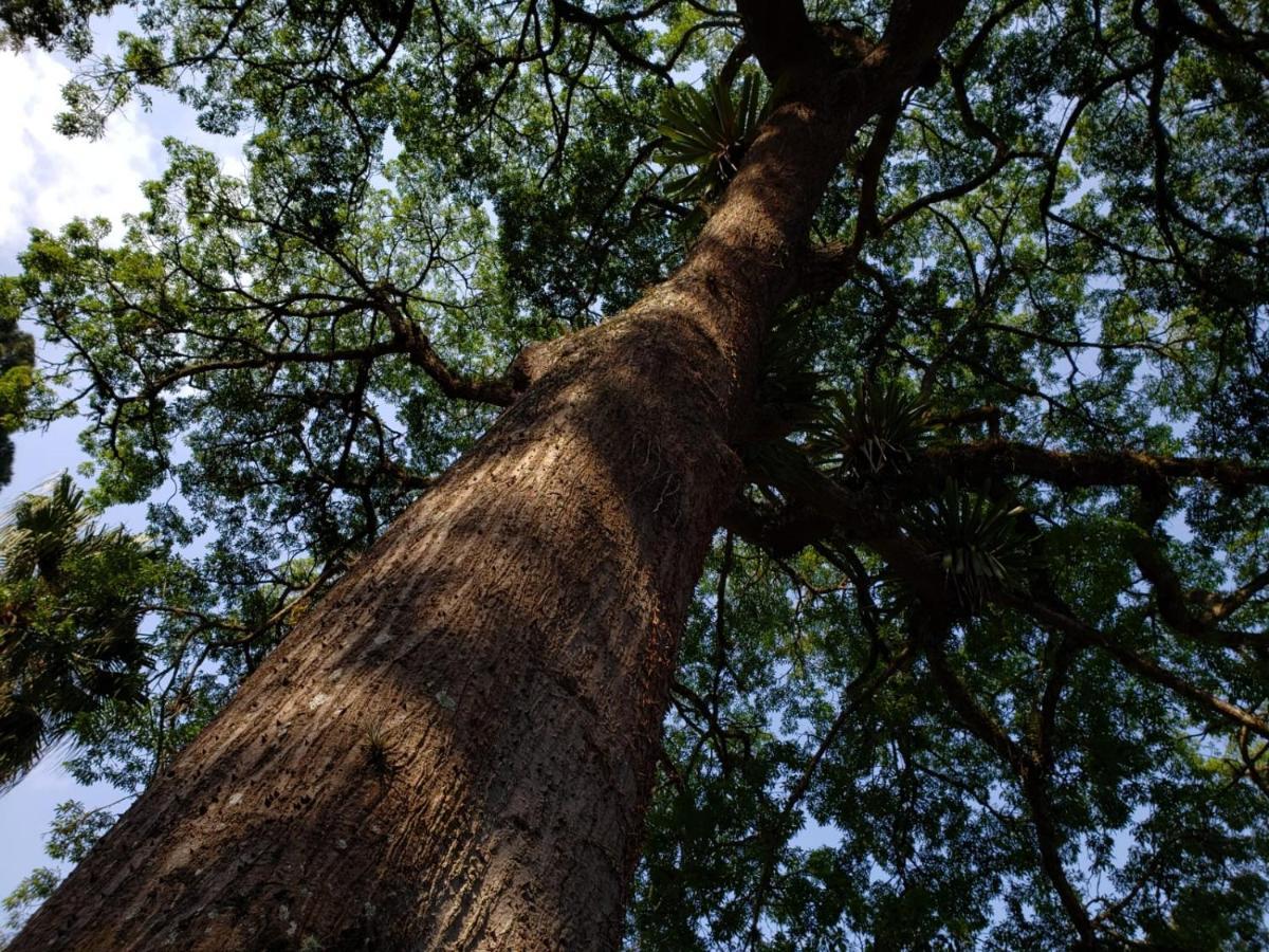 Casa Fazenda Inglesa - Anexo Villa Petrópolis Eksteriør bilde